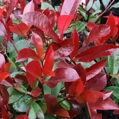 photinia-red-blaze-