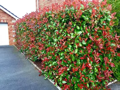 photinia-red-robin--1