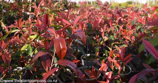 photinia-red-robin--3