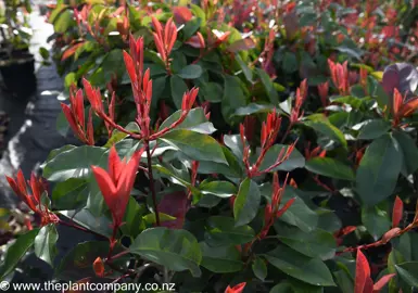 photinia-red-robin--4