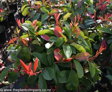 photinia-red-robin--5