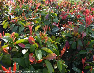 photinia-red-robin--6