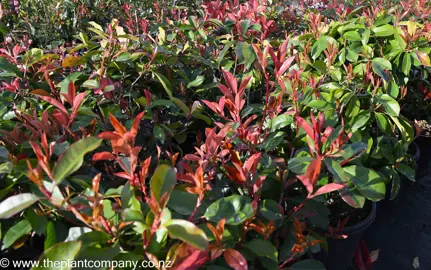 photinia-red-robin--7