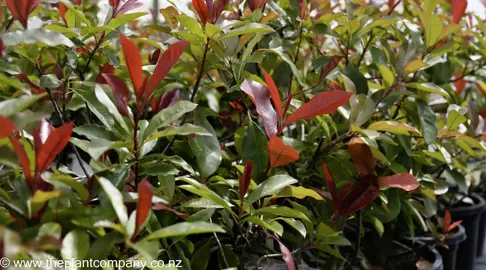 photinia-red-robin--8