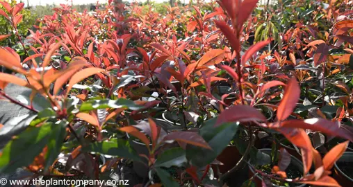 photinia-red-robin-