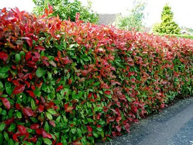 photinia-robusta-