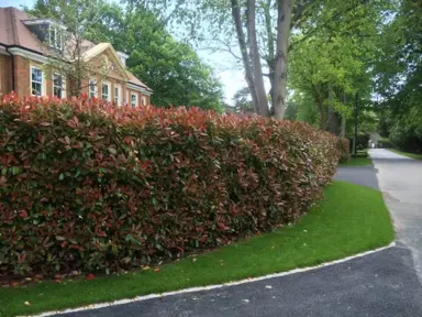 photinia-super-hedge-