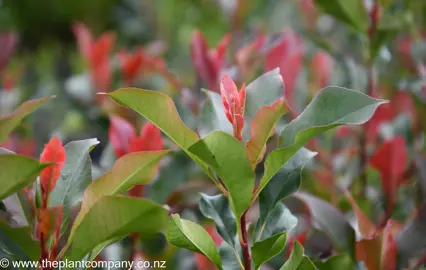 photinia-super-red--1