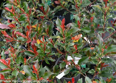 photinia-super-red-