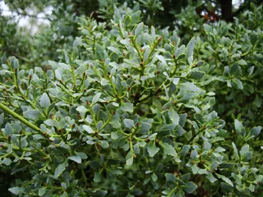 Phyllocladus trichomanoides lush green foliage.