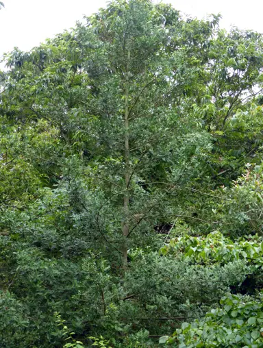 Phyllocladus trichomanoides specimen tree.
