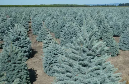 Picea 'Baby Blue' trees at 1.5 metres tall with elegant, blue foliage.