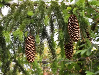 picea-abies-