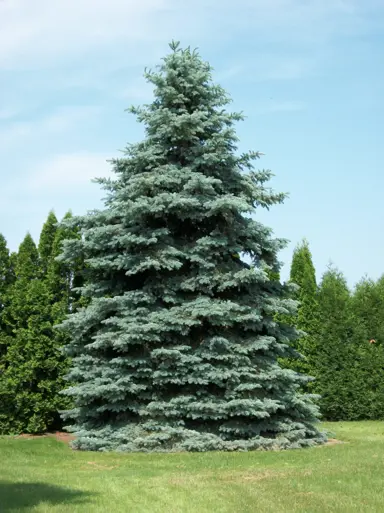 picea-glauca-