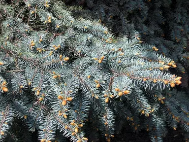 picea-glauca-1