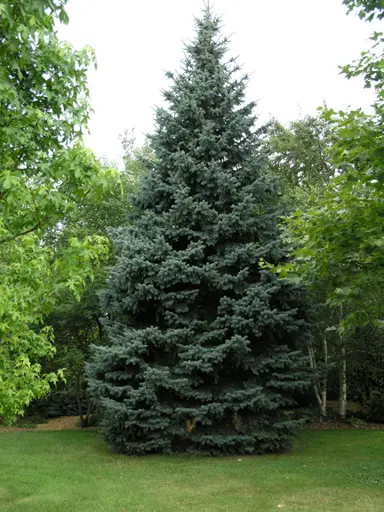 picea-glauca-2