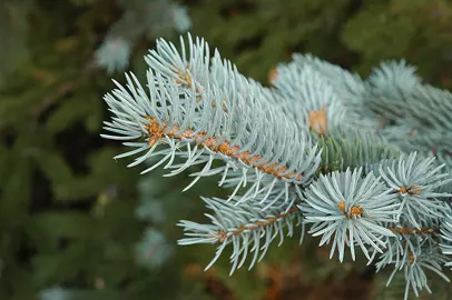 picea-glauca-3