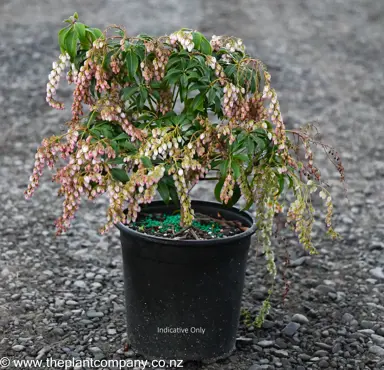 Pieris 'Christmas Cheer' plants for sale.