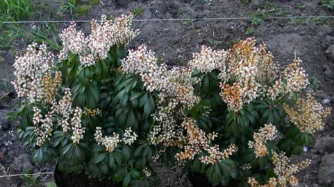 POWERS TO FLOWERS - PIERIS JAPONICA VARIEGATO, 3 PIANTE VASO 9CM, Piante Vere - Powers To Flowers - Piante E Fiori