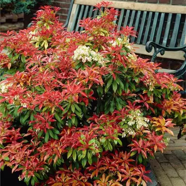 pieris-mountain-fire-2