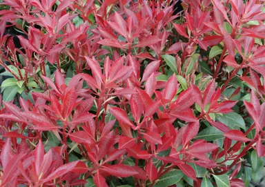 pieris-mountain-fire-3