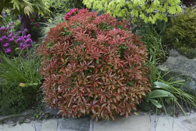 pieris-mountain-fire-4