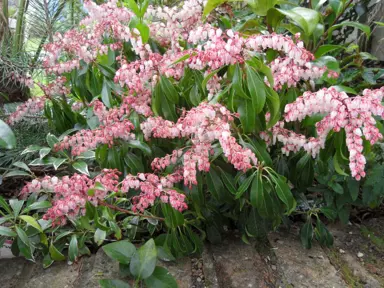 pieris-pink-delight-1