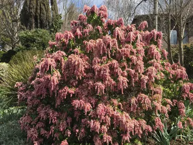 pieris-pink-delight-2