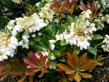 pieris-temple-bells-4