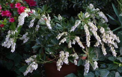 pieris-temple-bells-5