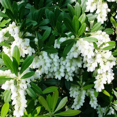 pieris-temple-bells-6