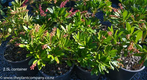 pieris-temple-bells-7