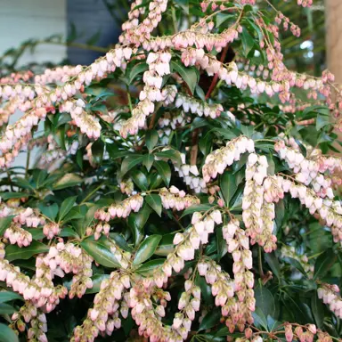 pieris-christmas-cheer-2