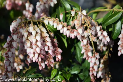 pieris-christmas-cheer-6