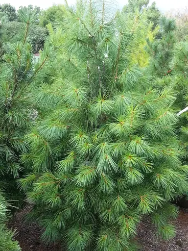 pinus-radiata-