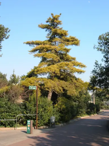 pinus-radiata-1