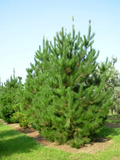 pinus-radiata-2