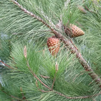 pinus-radiata-3