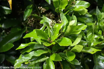 Pisonia brunoniana foliage.