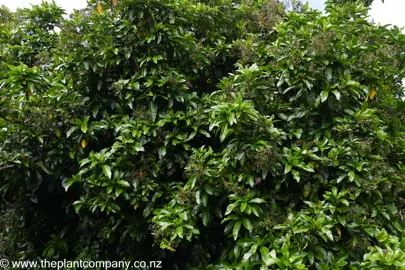 Pisonia brunoniana tree.