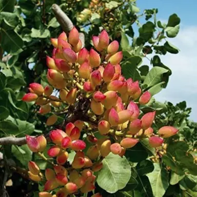 Pistachio 'Marshall' male tree.