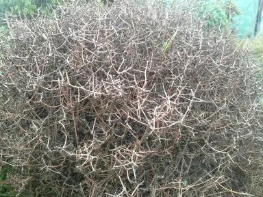 Pittosporum anomalum shrub with tangled brown stems.