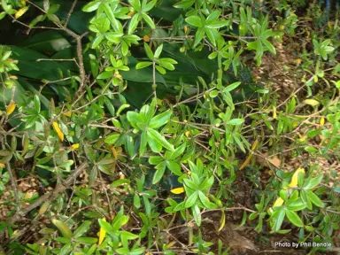 Pittosporum 'Chantilly'