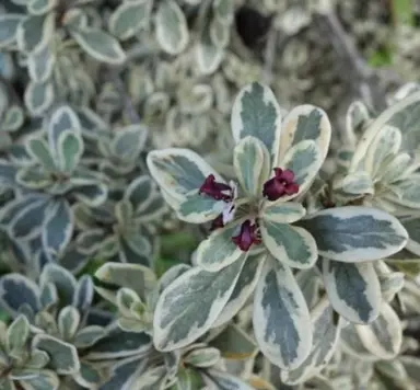 Pittosporum crassifolium 'variegata' leaves and flowers.