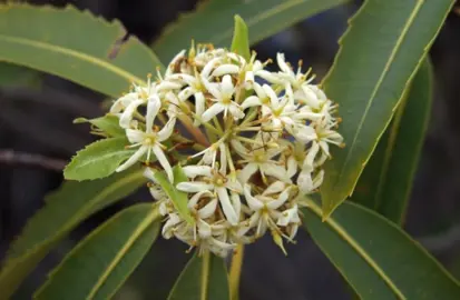 Pittosporum dallii flowers.