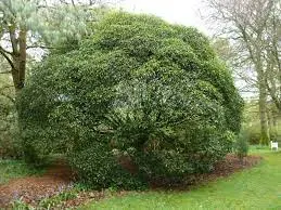 Pittosporum dallii rounded shrub.