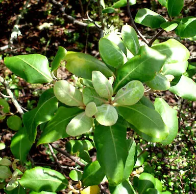 Pittosporum ellipticum leaves.