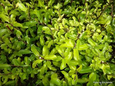 Pittosporum 'Emerald Lake' green foliage.