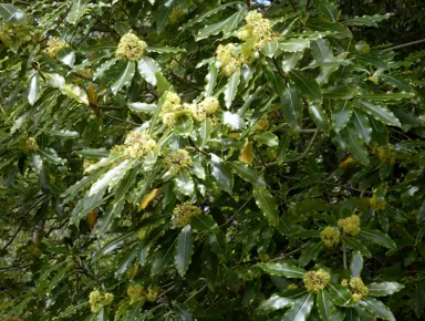 Pittosporum eugenioides tree with lush, dark green foliage and cream-coloured flowers.