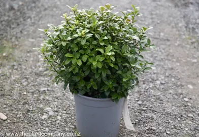 A Pittosporum 'Frankies Folly' plant for sale at The Plant Company nursery.